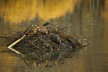 American Beaver (Castor canadensis)