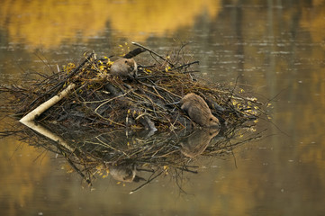 American Beaver (Castor canadensis)