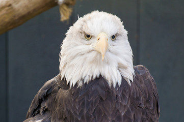 Eagle face