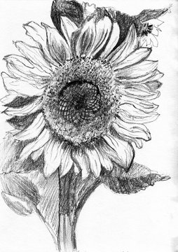 sunflower hand drawn sketch