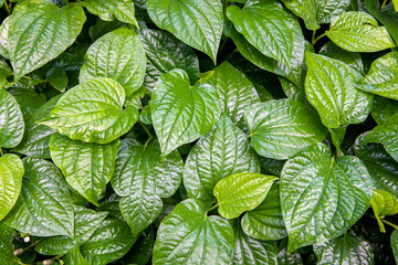 Green Chaplo plant leaves from top view.