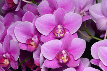 Purple orchid