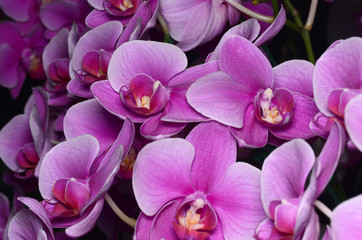 Purple orchid