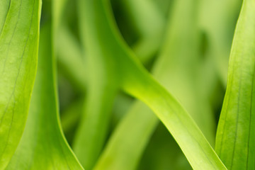 Obraz premium green leaves texture background soft focus