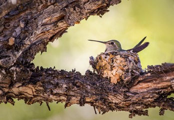 Hummingbird in her nest, Great Basin National Park, Nevada, USA © sschremp