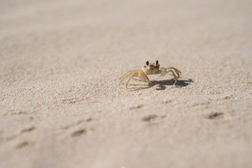 Byron Bay sand crab
