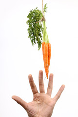 Hand reaching out to hanging carrots