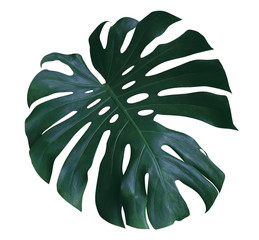 Monstera plant  leaf, the tropical evergreen vine isolated on white background, clipping path included © Venus