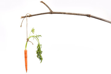 Carrot tied to stick as motivation