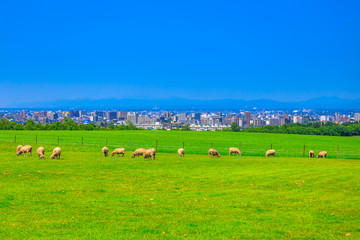 Fototapeta premium 北海道 札幌 羊ヶ丘展望台