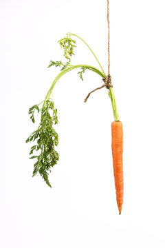 Carrot tied to string