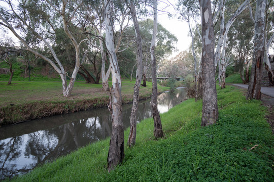 River Torrens With Gum Trees In View