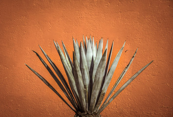 Maguey plant and orange wall