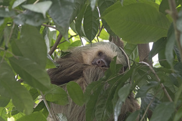 Fototapeta premium Sleeping Sloth in a Rainforest Tree