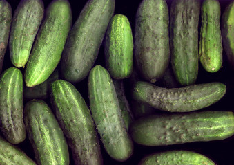Vintage of ripe cucumbers closeup