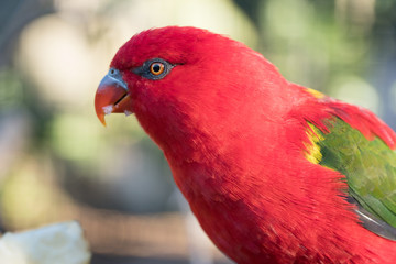 Red Lory bird