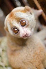 loris is liveing inthe cage
