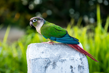 Parrot, lovely bird, animal and pet