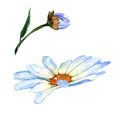 Wildflower daisy flower in a watercolor style isolated. Full name of the plant: daisy. Aquarelle wild flower for background, texture, wrapper pattern, frame or border.