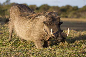 Naklejka na ściany i meble Male Warthog with Tusks