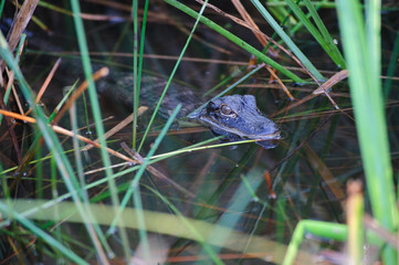 Alligator in the Swamps