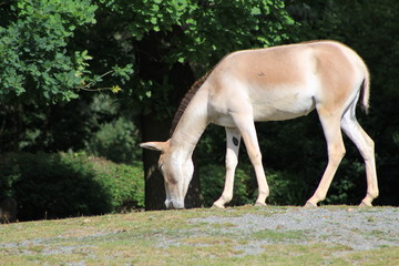 Naklejka na ściany i meble Kulan , also known as the Transcaspian wild ass. Wild life animal. Equus hemionus kulan.