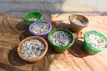 Local fishing