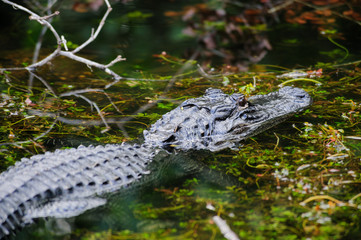 Alligator in the Swamps
