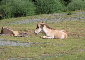 Young kulan , also known as the Transcaspian wild ass. Wild life animal. Equus hemionus kulan.