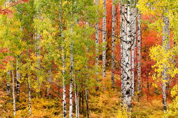 Autumn colors in Utah Forest