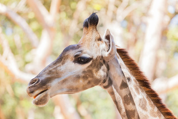 Close up young  head face of Giraffe (Giraffa camelopardalis ) in nature                  