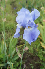 Multicolored iris flowers with beautiful bright delicate petals