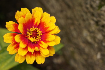 Bright flowers with multi-colored petals and green leaves