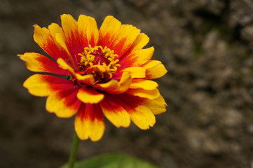 Bright flowers with multi-colored petals and green leaves