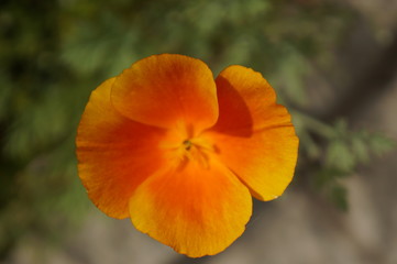 Fototapeta premium Jasne kwiaty z wielokolorowymi płatkami i zielonymi liśćmi