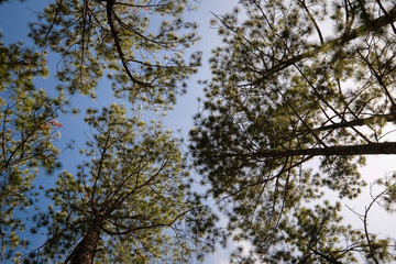 Look up