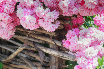 Bright pink roses on wooden fense