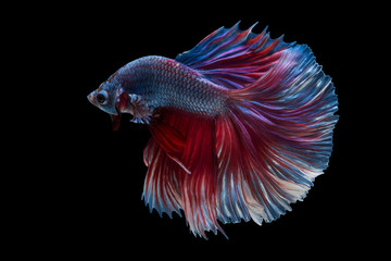 siam betta fish