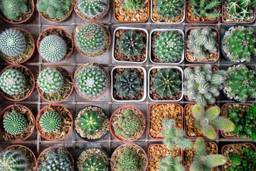 Succulent plants and Cactus plants in pots,View from the top