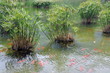 Fishes in an artificial lake