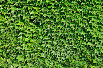 Background of ivy wall.