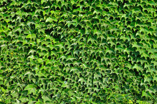 Background of ivy wall.