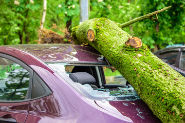 Gigantic fallen toppled tree covered with moss crushed parked purple car, broke the window and antenna as a result of the severe hurricane winds in one of courtyards of Moscow