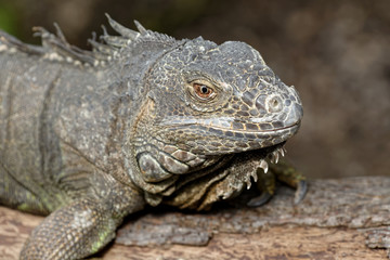 Grüner Leguan