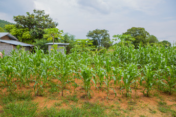 Fototapeta na wymiar corn