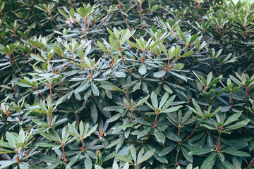 Rhododendron leaves pattern greenery background
