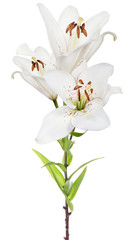 isolated three blooms white lily flower