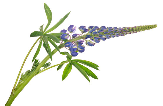 Fototapeta dark blue color isolated lupine flower