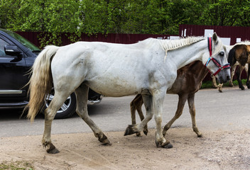 White horse walking along the road with a foal and a car. A horse with a bridle and white mane .