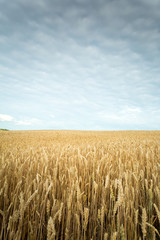 Wheat field under the cloudy sky. Minimal landscape.